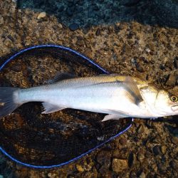 キス釣りからのシーバス